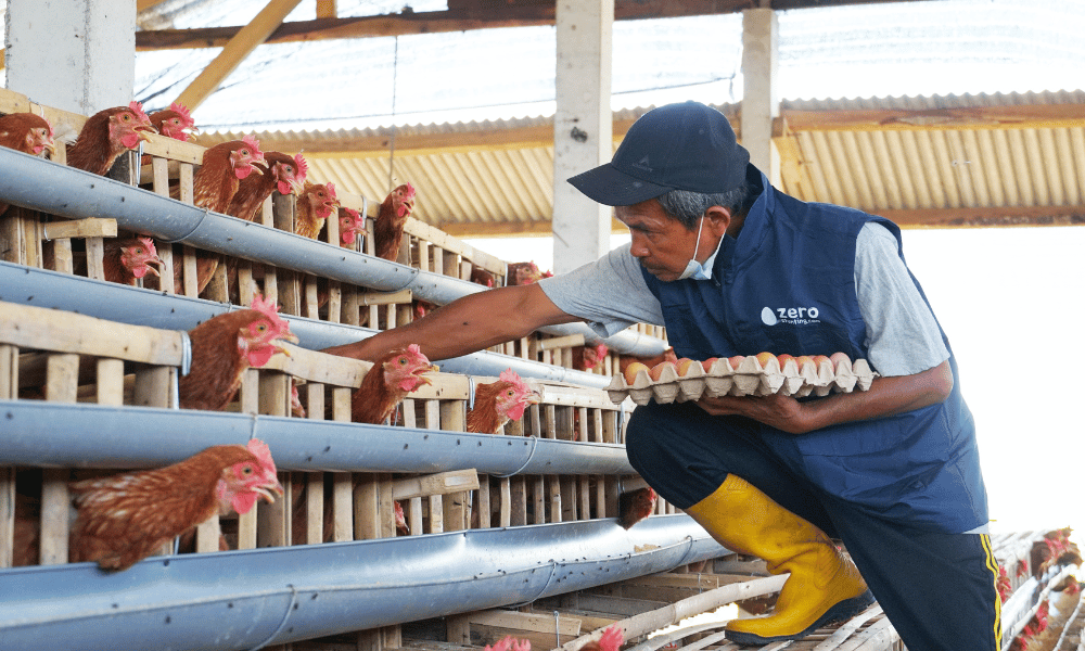 Kandang ayam petelur sebagai sumber penyedia protein yang berkelanjutan 